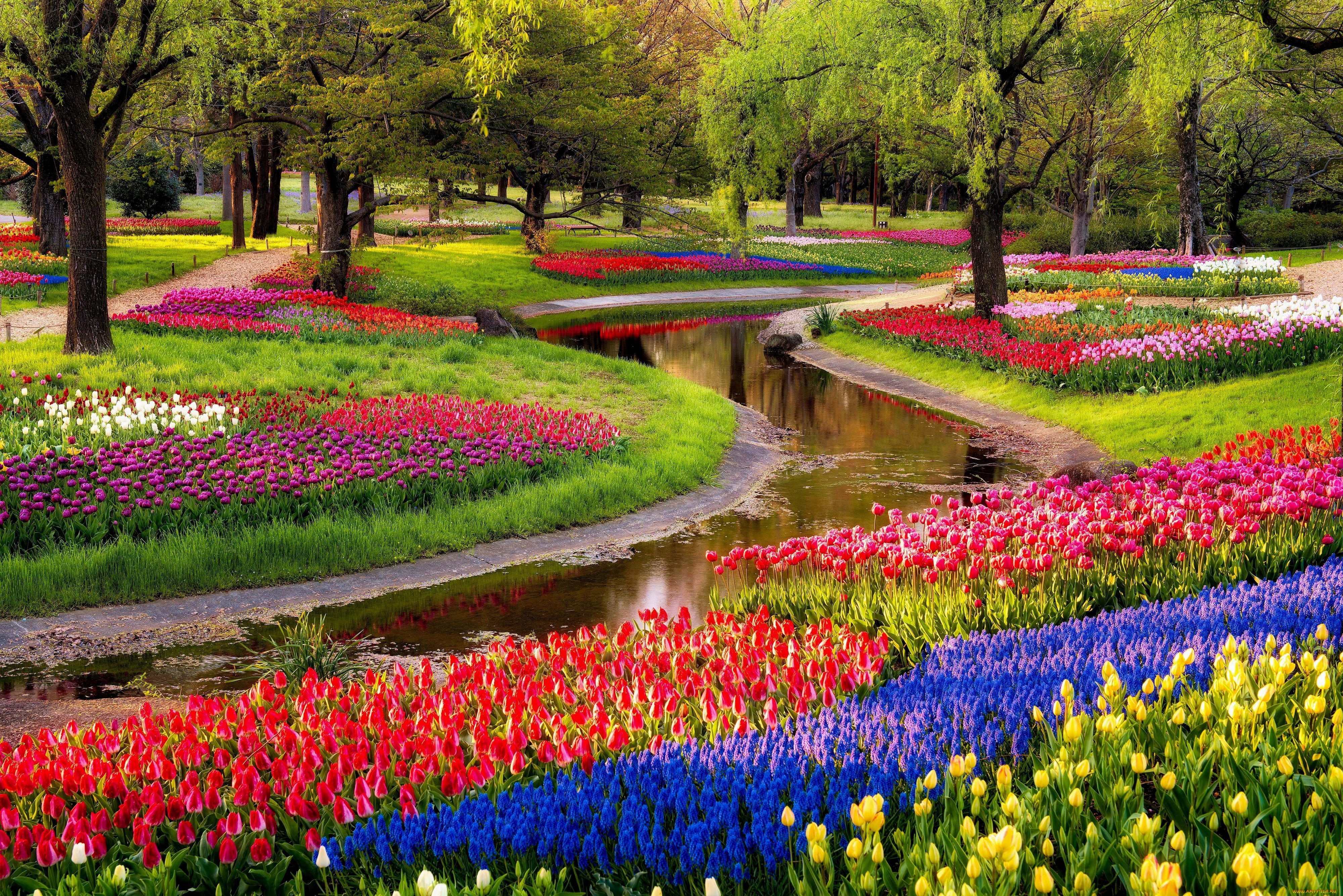 , , , , , , , , , , flowers, tulips, walk, park, beautiful, spring, trees